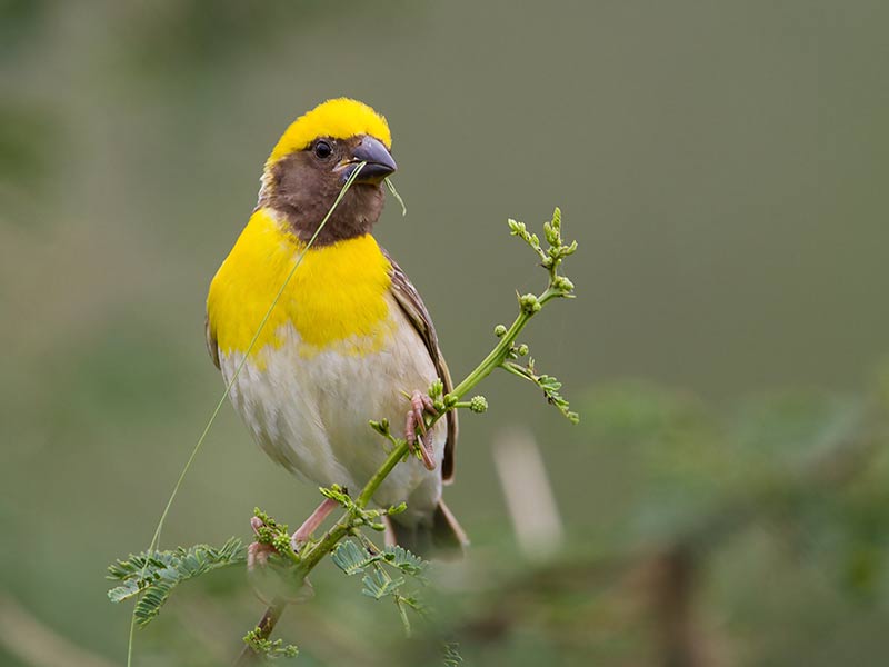 Baya weaver